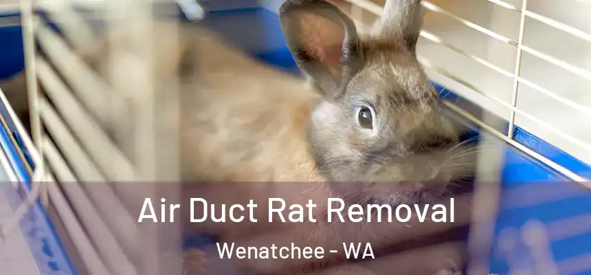  Air Duct Rat Removal Wenatchee - WA